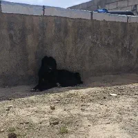سگ ۱۰ماهه|سگ|اراک, |دیوار