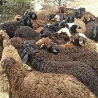 گوسفند مغان بیجار بجنورد افشار کردستانی زنده قصاب|حیوانات مزرعه|تهران, مرزداران|دیوار