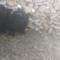 تیشتر بز بیگ|حیوانات مزرعه|مسجد سلیمان, |دیوار