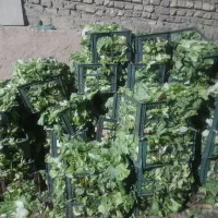 خوراک دام میش گاو گوسفند کیلویی 3000