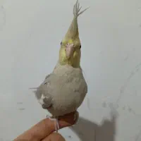 عروس هلندی|پرنده|تبریز, |دیوار