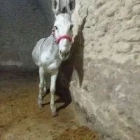 الاغ