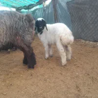 بره عراقی شیر مست