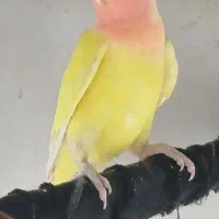 طوطی برزیلی