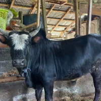 گاو ورزا