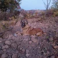 ماده حنا حیوان گوسفندی نگهبان وادمی