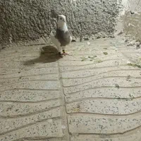 کبوتر طوقی