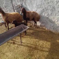 میش بره|حیوانات مزرعه|بیرانوند, |دیوار