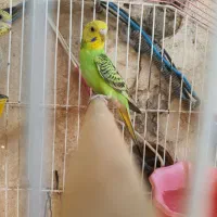 مرغ عشق|پرنده|کرمانشاه, |دیوار