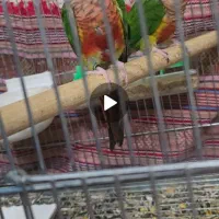 گرینچیک مولد دستی روی جوجه دبل رد یلوساید|پرنده|اصفهان, شاه پسند|دیوار