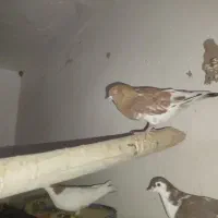 کبوتر کله ای تاپ|پرنده|کرخه, |دیوار