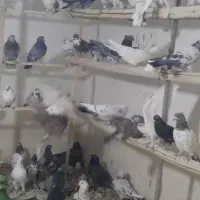 کبوتر فروشی پسر لر