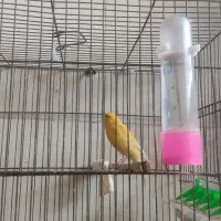 فروش جوجه پرنده