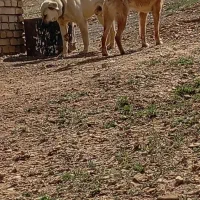 سگ عراقی باهوش