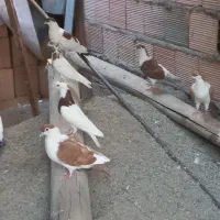 کبوتر