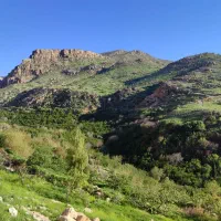 اسب کرد اصیل