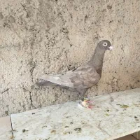 کبوتر سرکه ای ماده