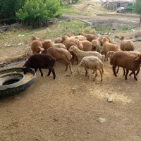 انگوت|حیوانات مزرعه|گرمی, |دیوار
