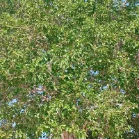 حیاط با سازه کلنگی