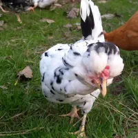 تخم مرغ گلین لری|حیوانات مزرعه|رشت, امین الضرب|دیوار