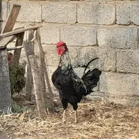 خروس گلین جوان