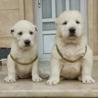 آلابای (کائو)نر و ماده