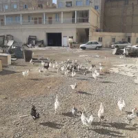 مرغ خروس جوجه گلین|حیوانات مزرعه|نسیمشهر, |دیوار