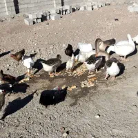 غاز و قوغاز واردک روسی|حیوانات مزرعه|مشگین شهر, |دیوار