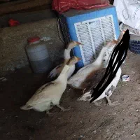سه عدد غاز تخم گذار
