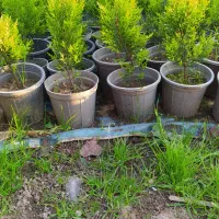 درخت میوه آلبالو کاج لاوسون  شمشاد طلایی  چمن|خدمات باغبانی و درختکاری|آستانه اشرفیه, |دیوار