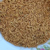 تخم جو هاشمی