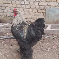 خروس برهما اصیل