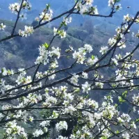 نیازمند خانه اجاره ای