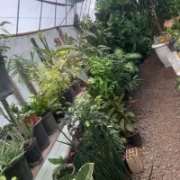 گلکده سام سیاهکل|گل و گیاه طبیعی|سیاهکل, |دیوار