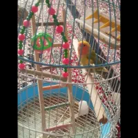 طوطی برزیلی دستی همراه باقفس|پرنده|زرند, |دیوار