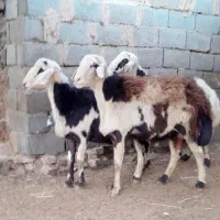 فروش دو عدد بره قوچ دوشیره و قوچ یک شیره|حیوانات مزرعه|بروجرد, |دیوار
