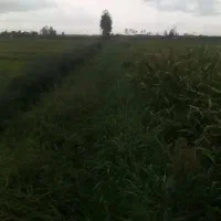 زمین زراعی ۷۵۰۰متری جاده میکانیزه