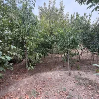 300-متر-باغ-چهاردیوار-در-کهنز