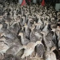 جوجه بوقلمون