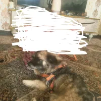سگ شناسنامه دار گوشده