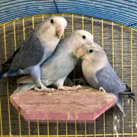 طوطی برزیلی