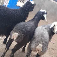 بره نر و ماده وزن ۳۰کیلو|حیوانات مزرعه|آبیک, |دیوار