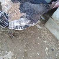 ۲عدد بوقلمون ماده