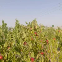 فروش باغ کشاورزی ۹۷۷ متری با درختان مثمر