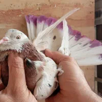 ۱ جفت کبوتر پشت دار و۳طوق کفتر پرشی و زیبا