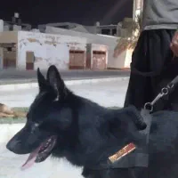 ژرمن بلک شولاین