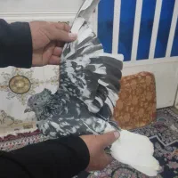 کوهی دم سفید شیبان|پرنده|باوی, |دیوار