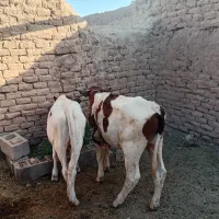 گوساله یکی نر و یکی ماده هست معاوضه با گاو شیری