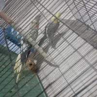 جفت مولد نر سخنگو