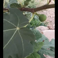 زمین-کشاورزی-با-انشعاب
